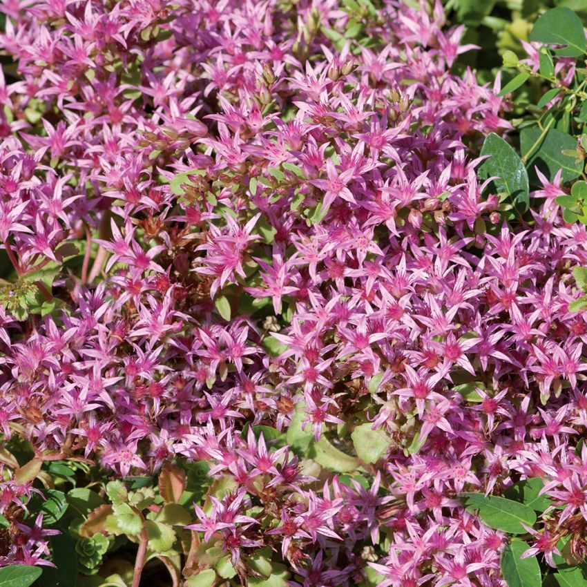 Kaukasianmaksaruoho 'Coccineum'