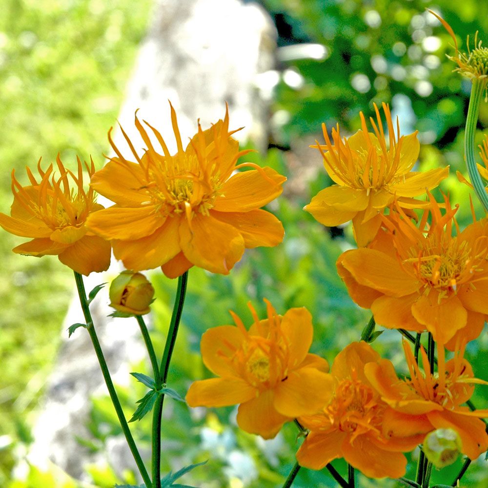 Kesäkullero 'Golden Queen'