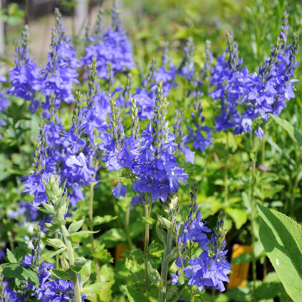 Loistotädyke 'Royal Blue'