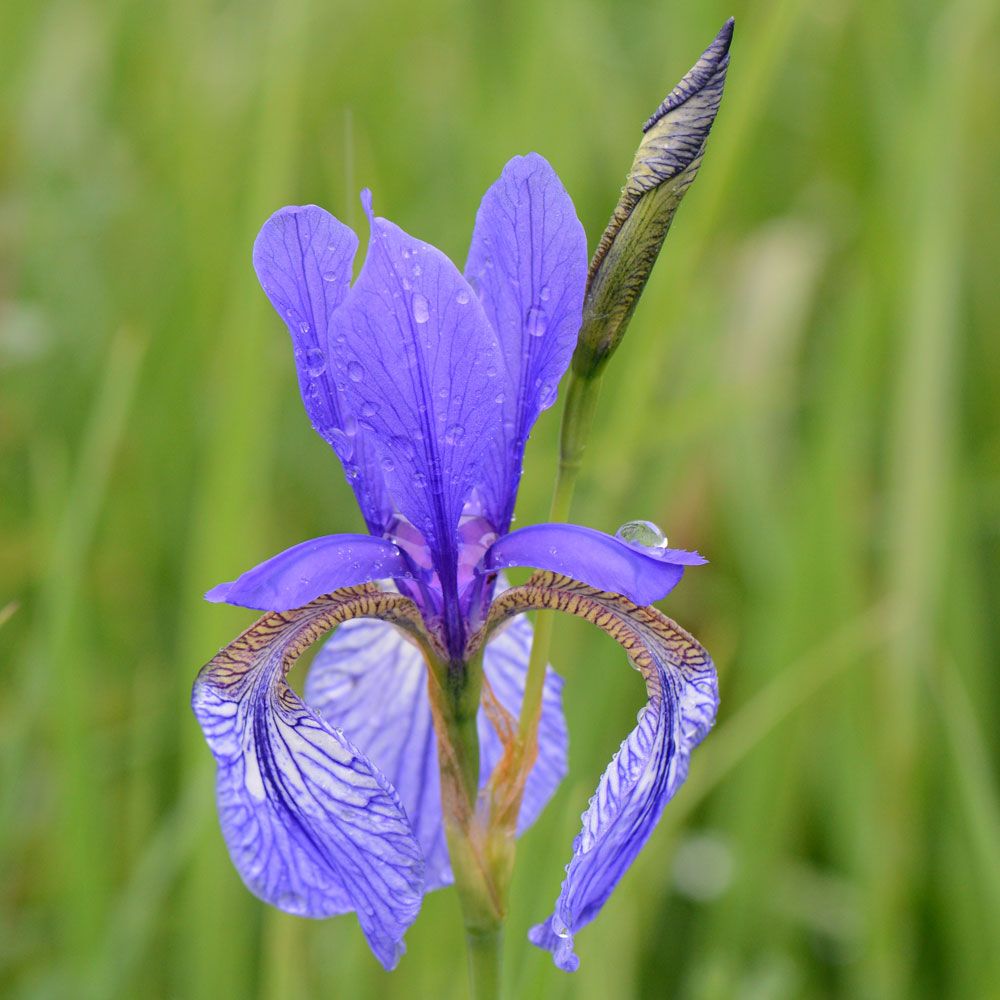 Siperiankurjenmiekka 'New Hybrids'