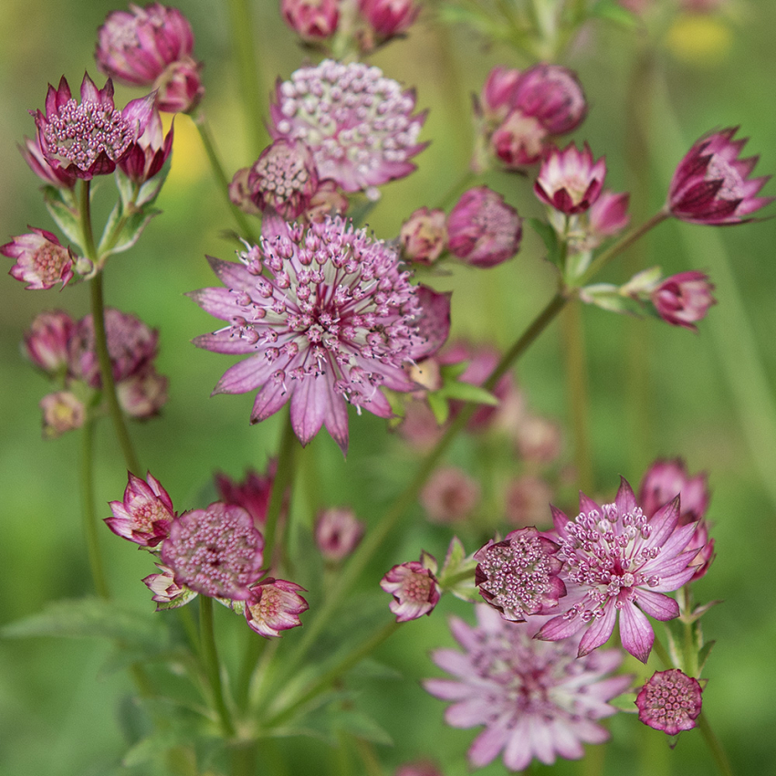 Isotähtiputki 'Rose Symphony'