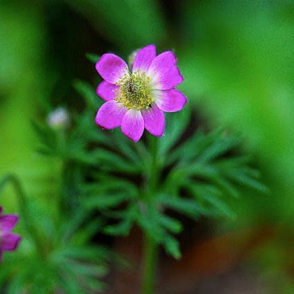 Amerikanvuokko 'Annabella Rubra'