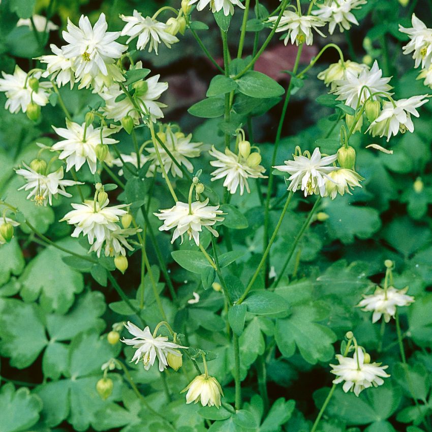 Lehtoakileija 'Green Apples'