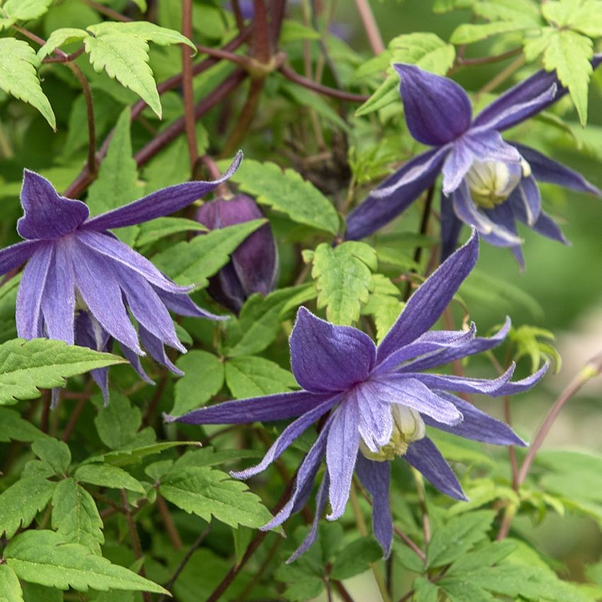 Kruunukärhö 'Large Hybrids'