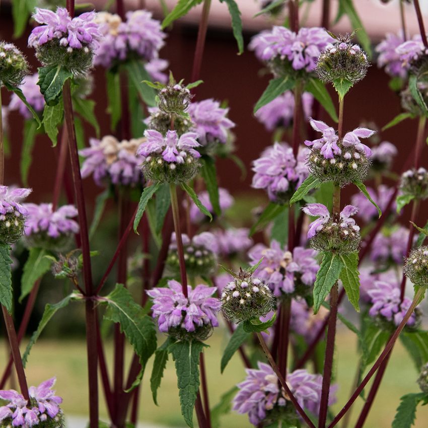 Mukulapaloyrtti 'Bronze Flamingo'