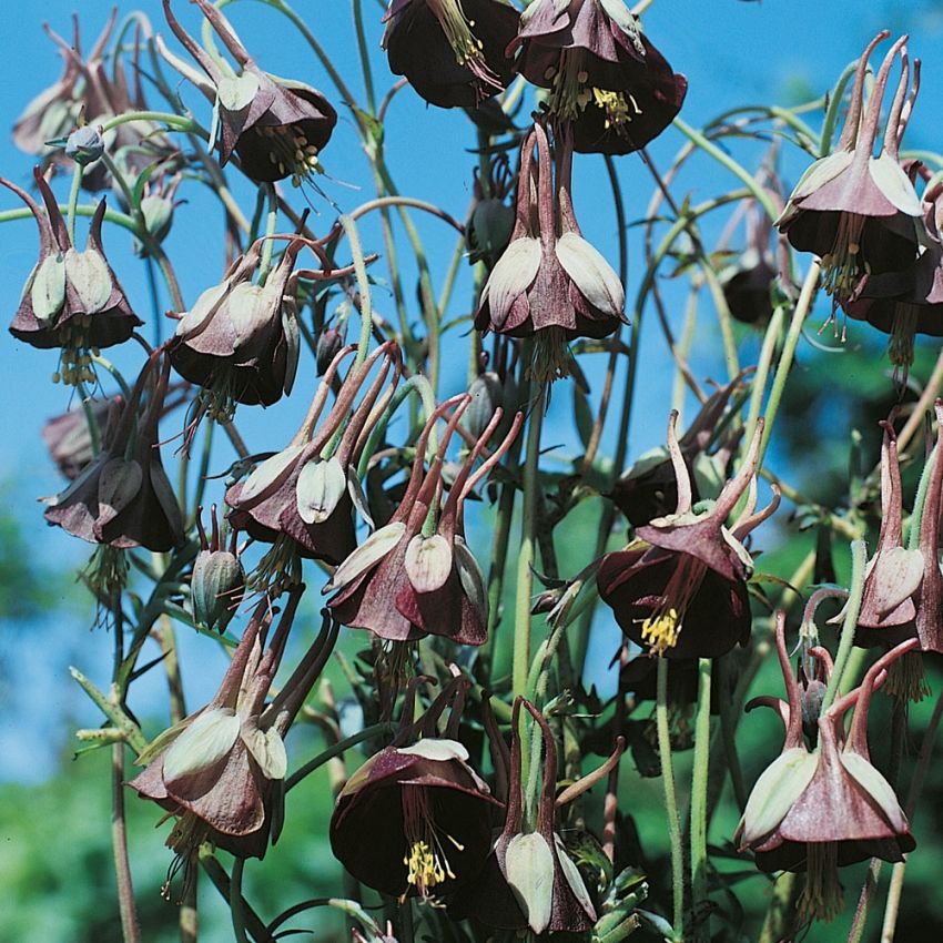 Dahurianakileija 'Chocolate Soldier'