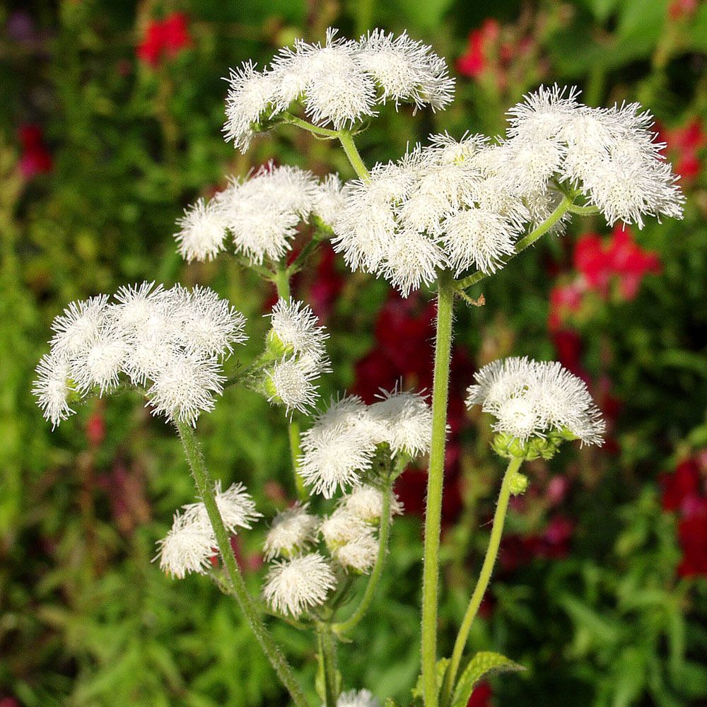 Sinitähtönen 'Dondo White'