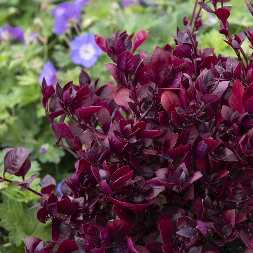 Brasilianpapukaijalehti 'Purple Prince'