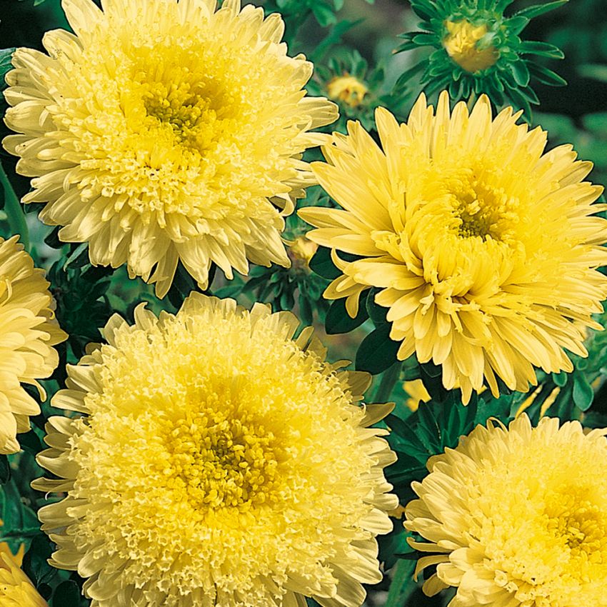 Kiinanasteri 'Princess Yellow'