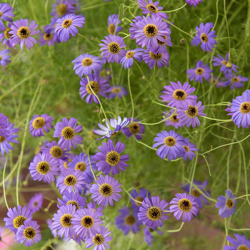 Nukenkaulus 'Blue Splendour'