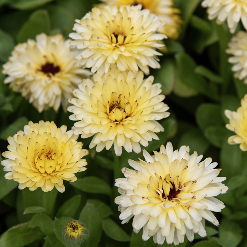 Tarhakehäkukka 'Bon Bon Light Yellow'