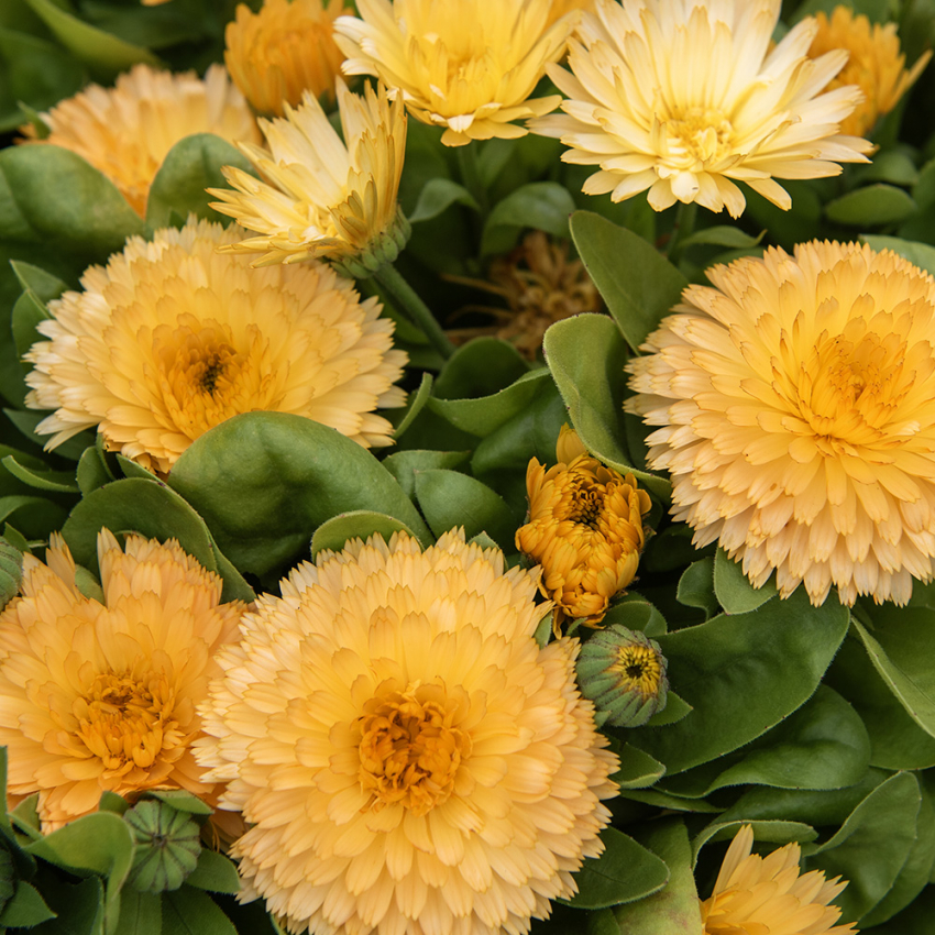 Tarhakehäkukka 'Bon Bon Apricot'