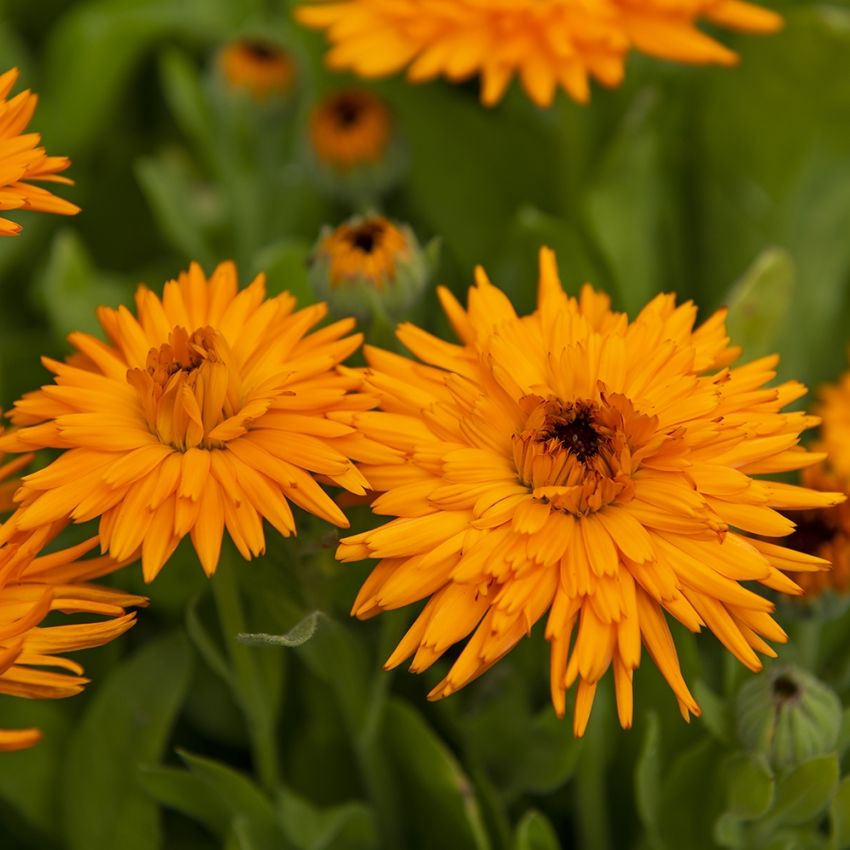 Tarhakehäkukka 'Calexis Orange'