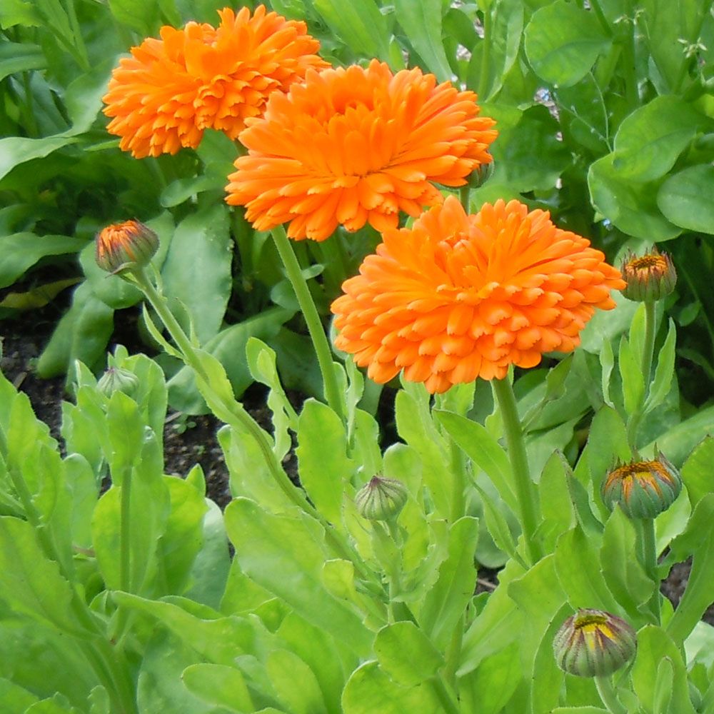 Tarhakehäkukka 'Orange King'