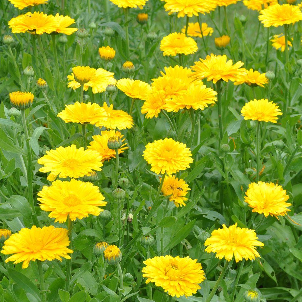 Tarhakehäkukka 'Yellow Colossal'