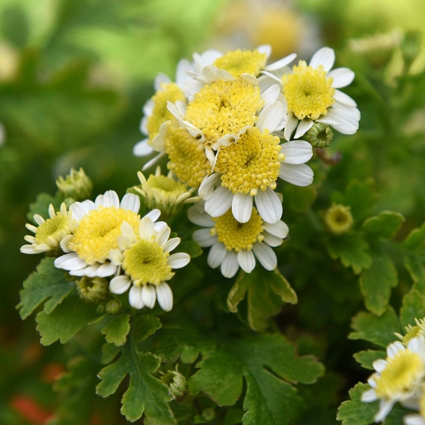 Reunuspäivänkakkara 'Santana Yellow'