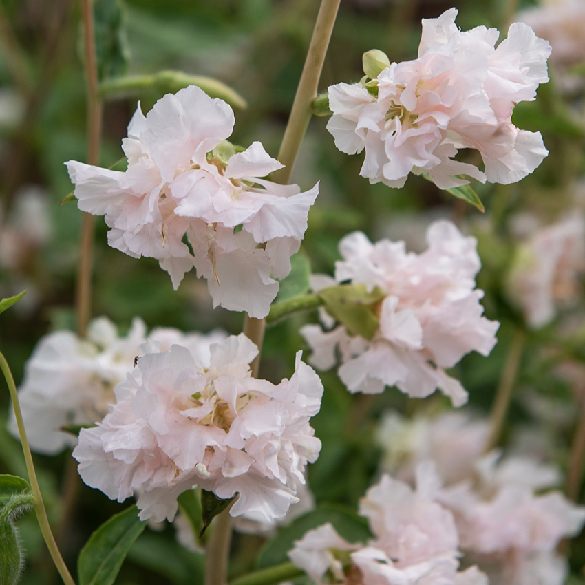 Komeasilkkikukka 'Appleblossom'