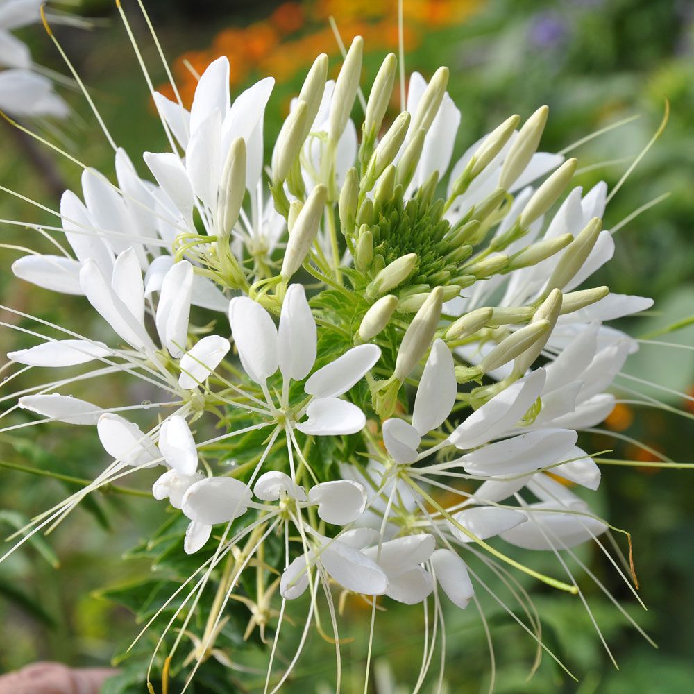 Hämähäkkikukka 'White Queen'