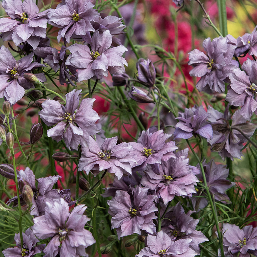 Tarhakukonkannus 'Misty Lavender'