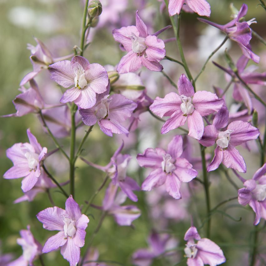 Tarhakukonkannus 'Fancy Belladonna'