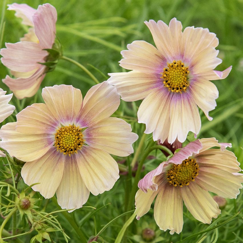 Punakosmoskukka 'Apricot Lemonade'