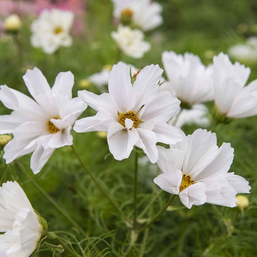 Punakosmoskukka 'Hummingbird White'