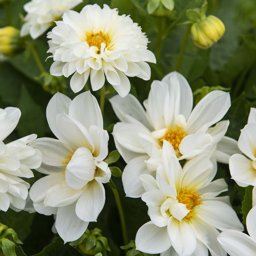 Tarhadaalia 'Opera White'