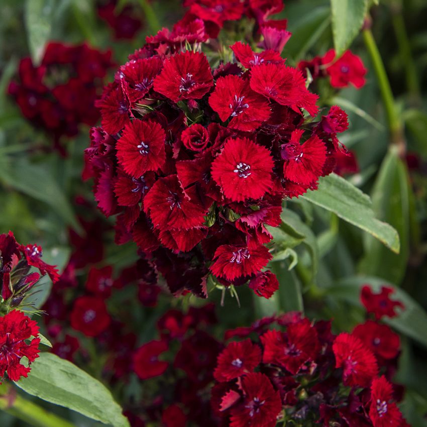 Yksivuotinen harjaneilikka F1 'Sweet Red'