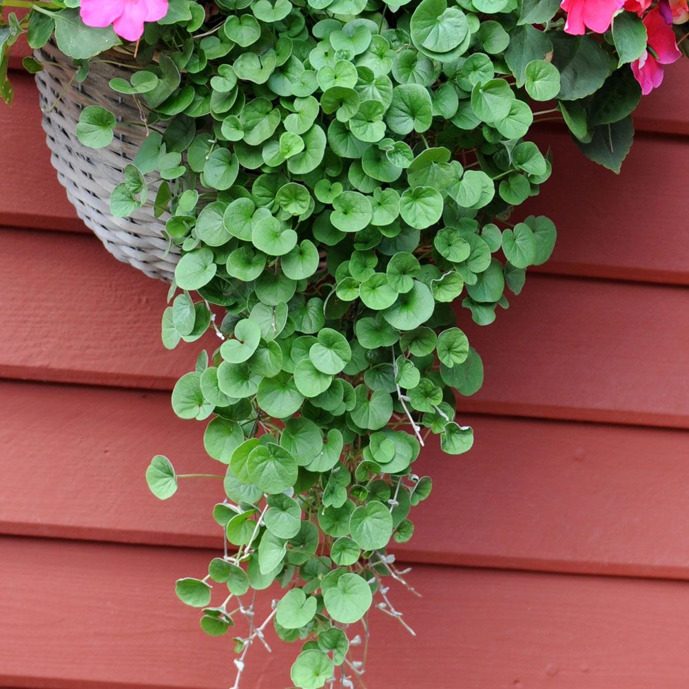 Pikkuvitja 'Emerald Falls'