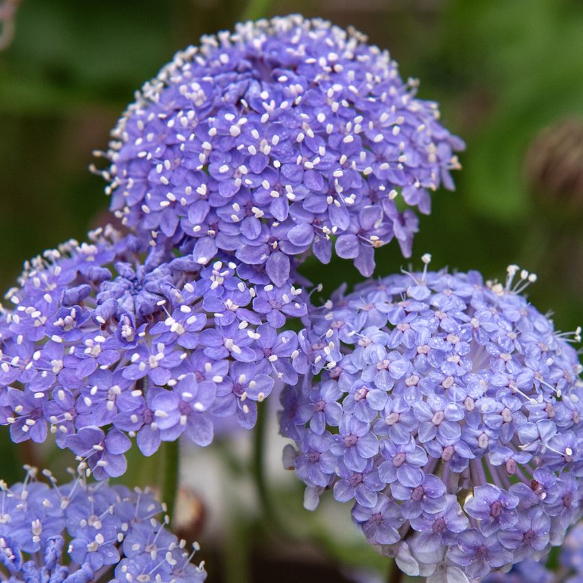 Sinivarjo 'Lace Blue'