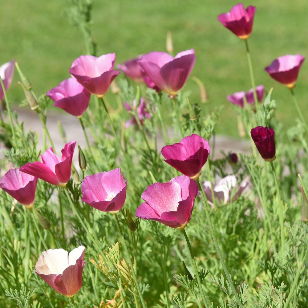 Kaliforniantuliunikko 'Purple Gleam'