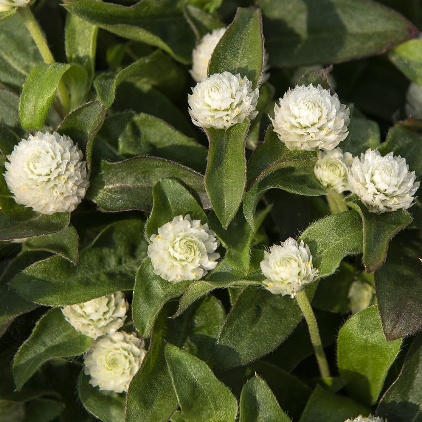 Pallohäntä 'Gnome White'