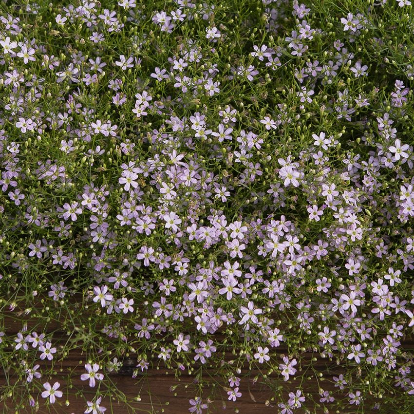 Ketoraunikki 'Pink Sugardot'