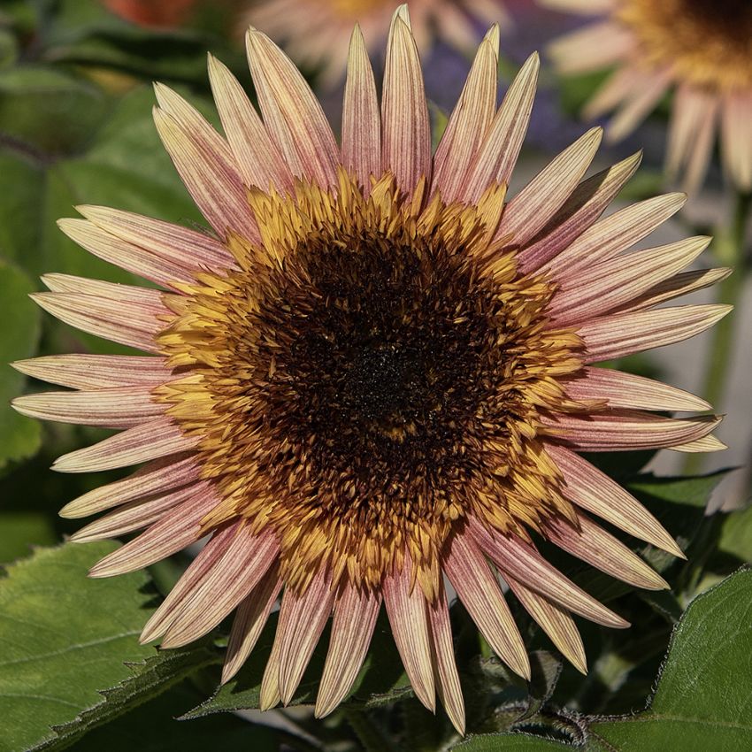 Puna-auringonkukka 'Astra Rose'