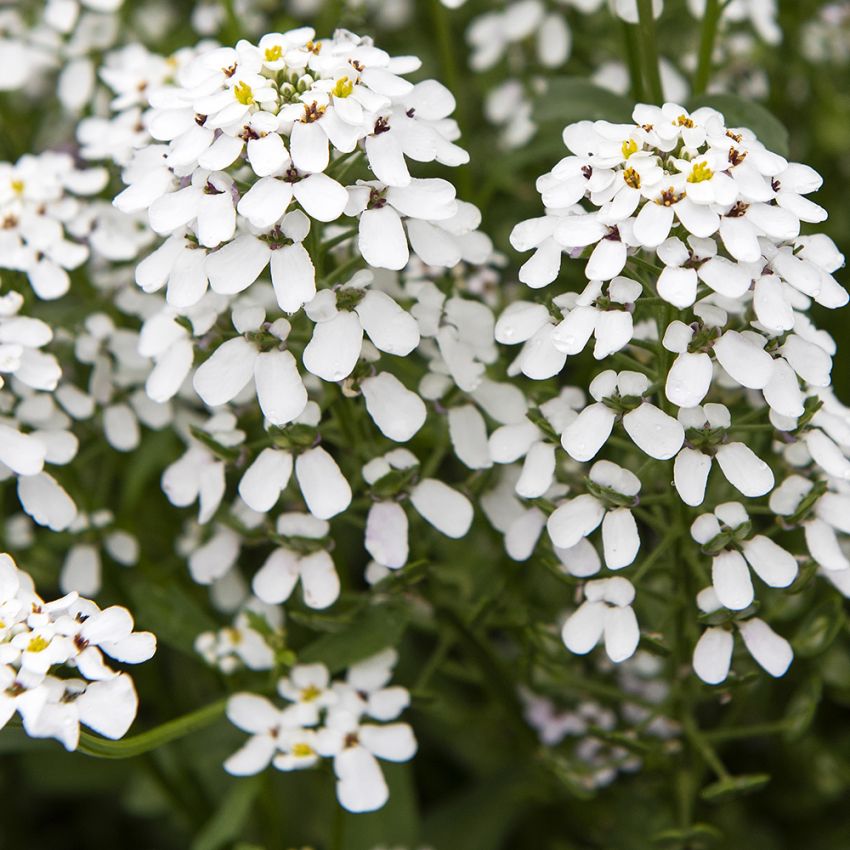 Katkerosaippo 'White Pinnacle'