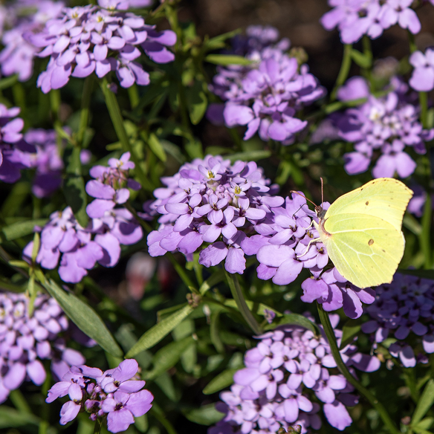 Sarjasaippo 'Lilac'