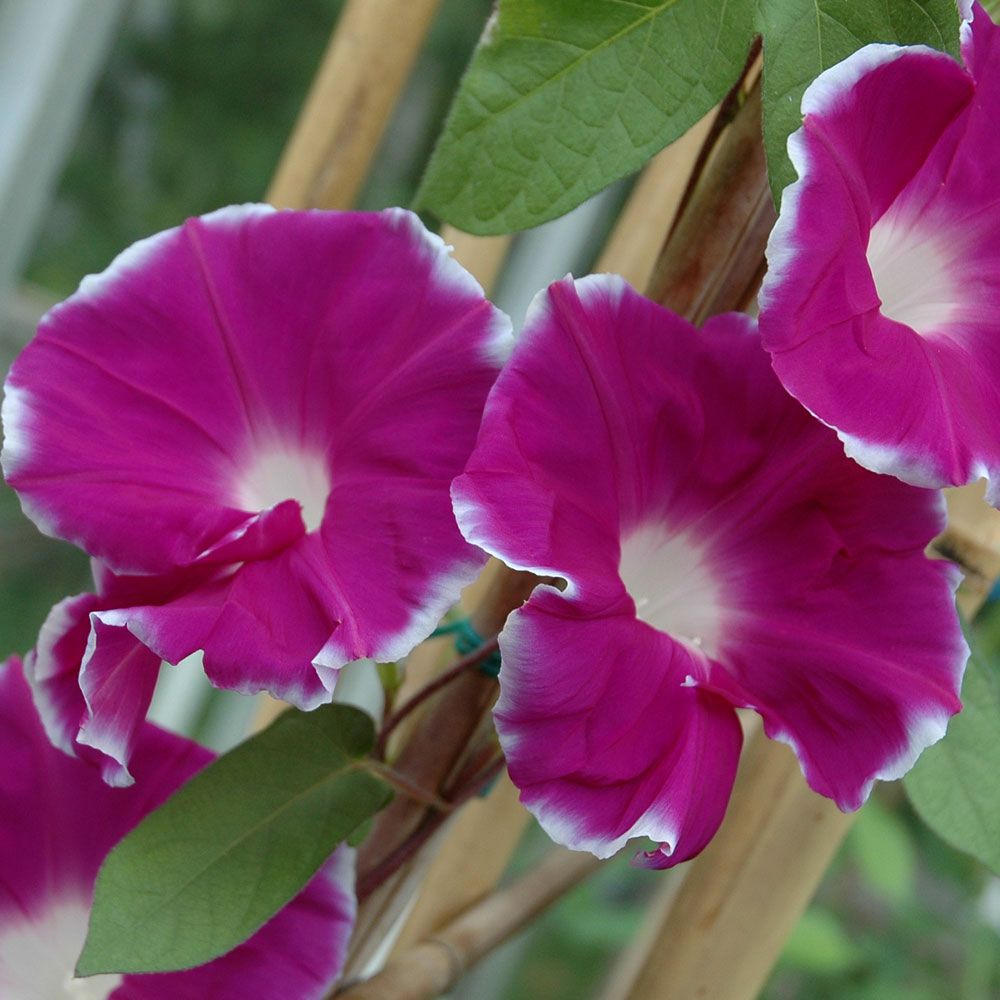 Keisarinelämänlanka 'Giant Rose Edge'