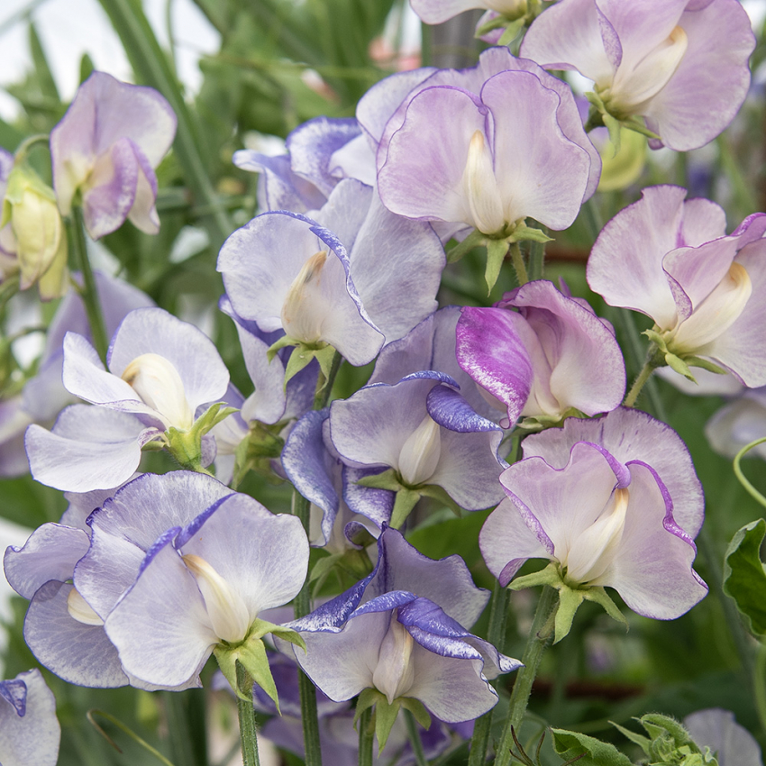 Tuoksuherne 'Spencer Blue Ripple'