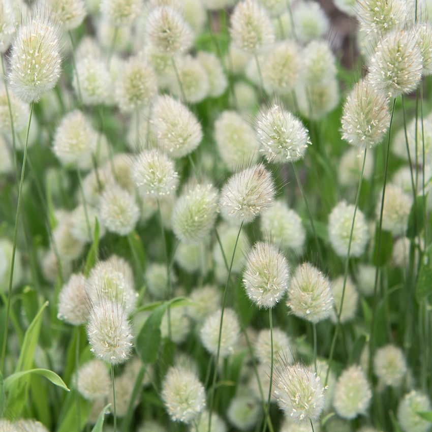 Jänönhäntä 'Bunny Tails' ryhmässä Siemenet / Yksivuotiset kukat @ Impecta Fröhandel (8465)