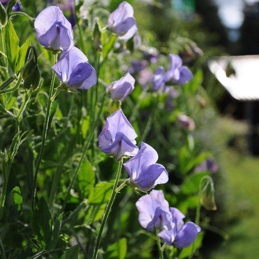 Tuoksuherne 'Old Spice Flora Norton'