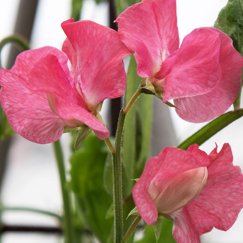 Tuoksuherne 'Elegance Watermelon'