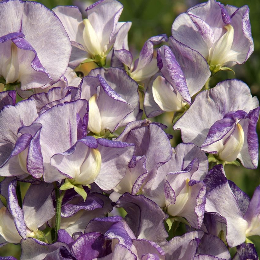 Tuoksuherne 'Spencer Nimbus'