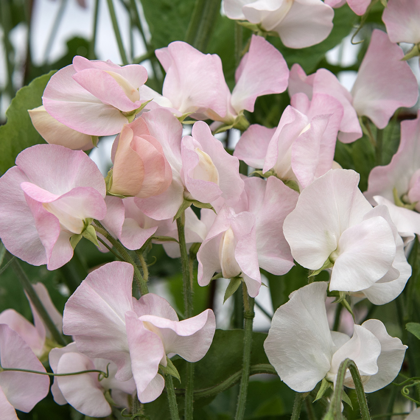 Tuoksuherne 'Spring Sunshine Blush'