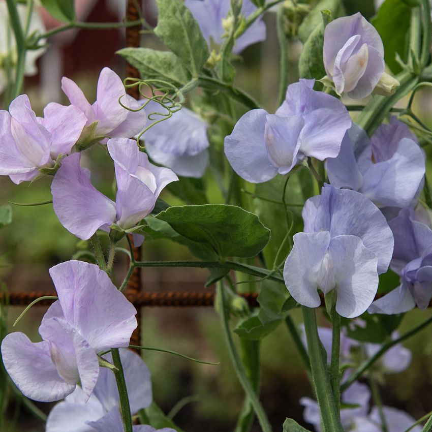 Tuoksuherne 'Spring Sunshine Light Blue'