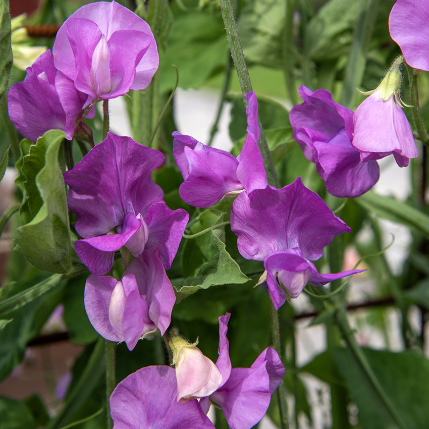 Tuoksuherne 'Spring Sunshine Mauve'