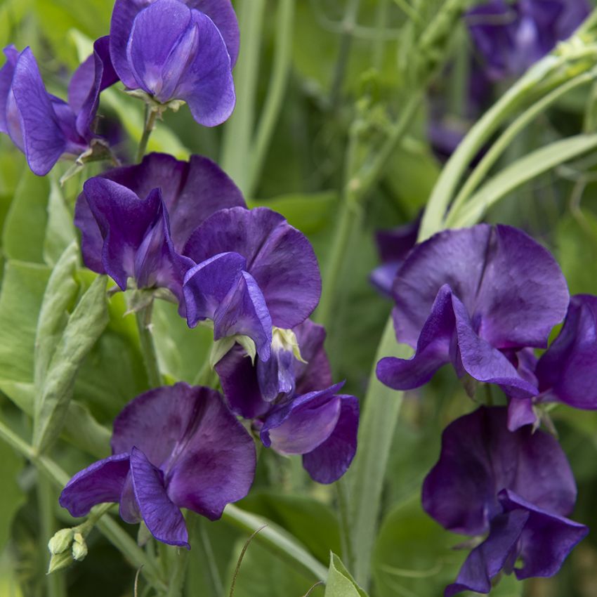 Tuoksuherne 'Spencer Blue Velvet'