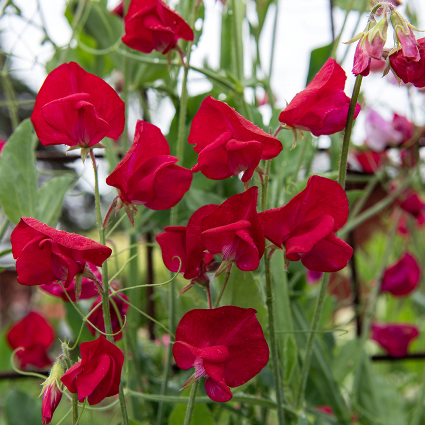 Tuoksuherne 'Royal Crimson'