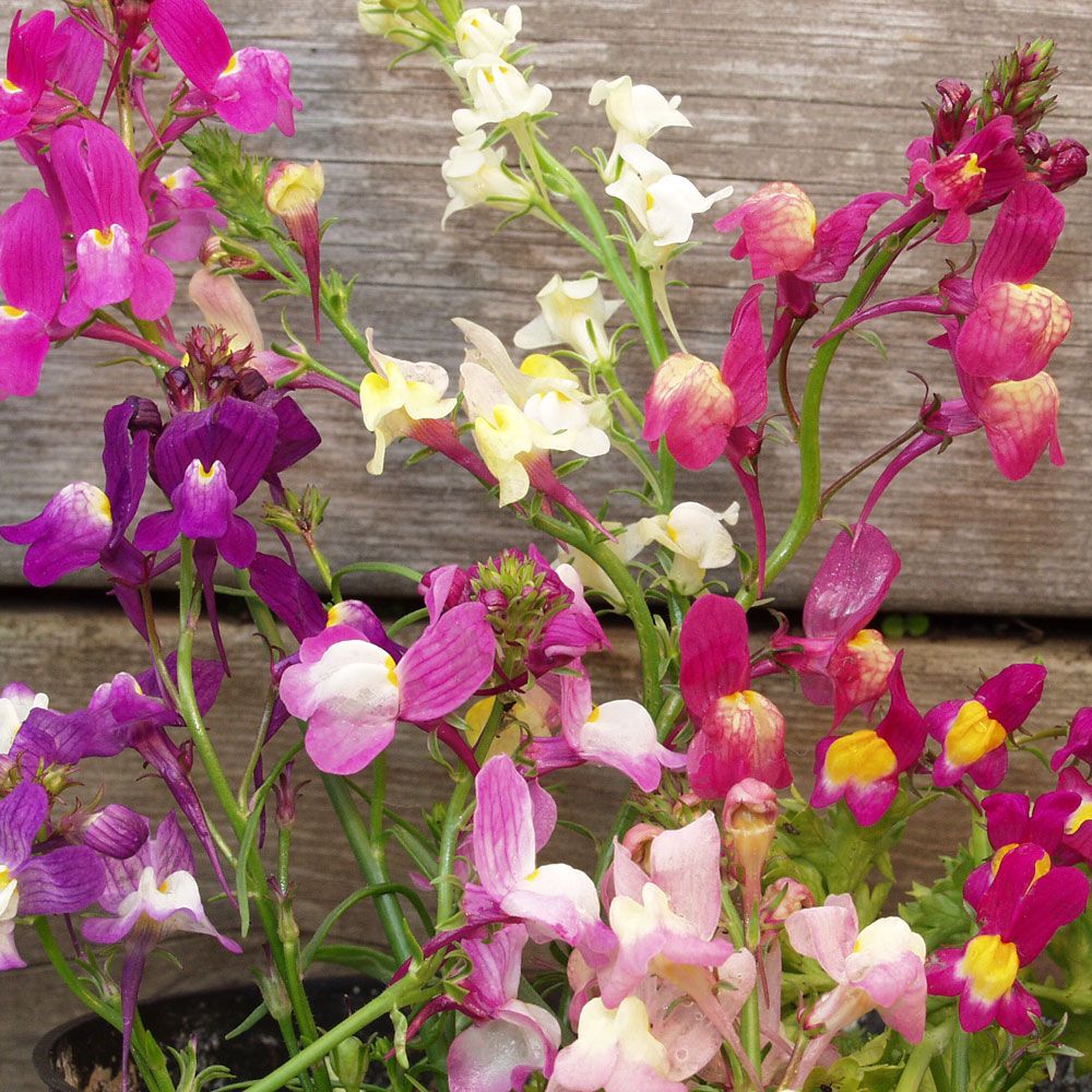 Sirokannusruoho 'Fairy Bouquet'