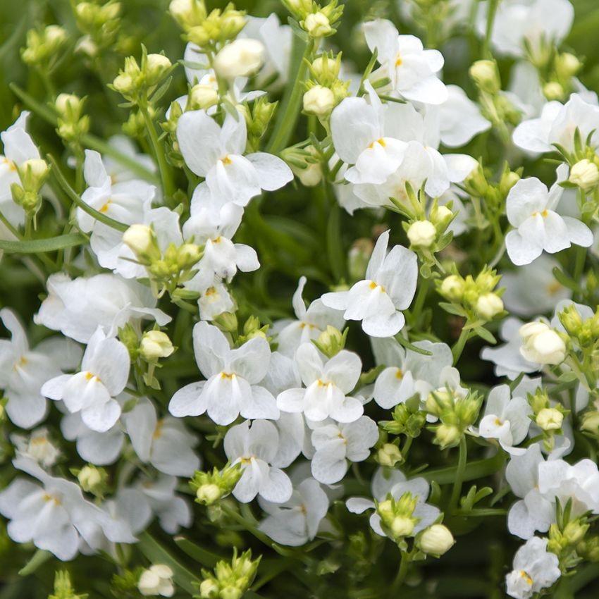 Sirokannusruoho 'Fantasista White'