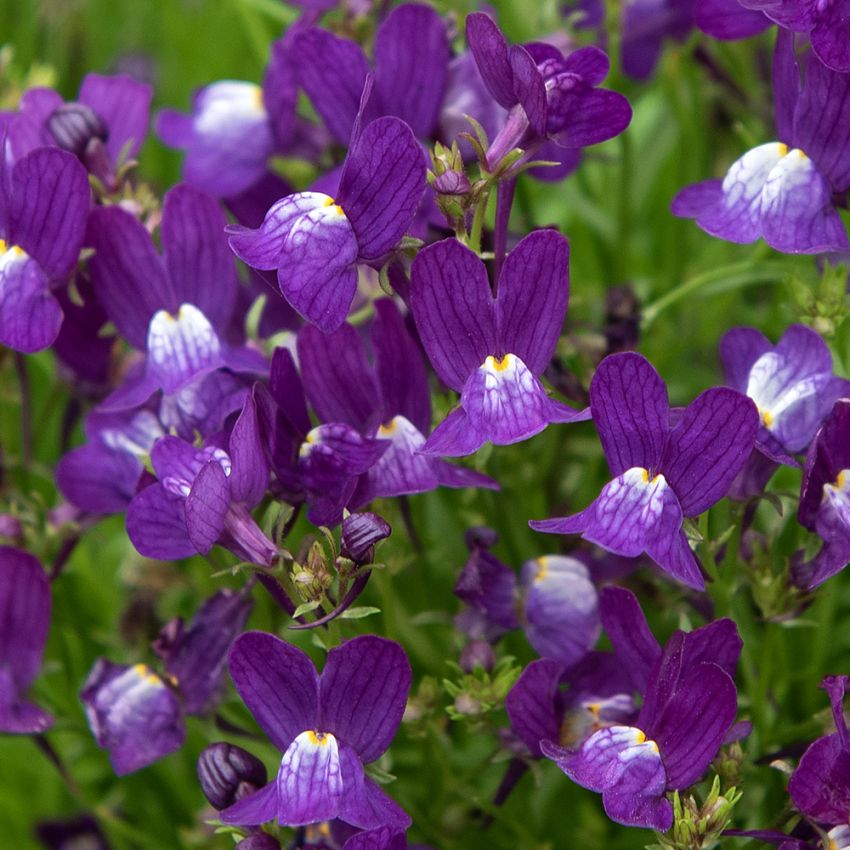 Sirokannusruoho 'Fantasista Blue'